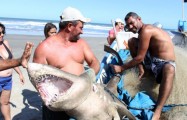 Tubarão de cerca de 150 kg é capturado na praia de Mongaguá (SP) Jonas de Morais/Futura Press