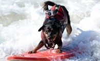 Competição foi realizada em Huntington Beach. Cães mostraram talento enquanto pegavam ondas. [scrollGallery id=008] Tradicional competição acontece anualmente na Califórnia. […]