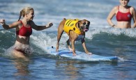A Huntington Dog Beach, é onde a cachorrada faz a festa em Huntington Beach,onde aconteceu neste final de semana o […]
