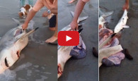 Homem corta a barriga de tubarão morta e salva três filhotes que estavam em gestação. Um banhistas do litoral da […]