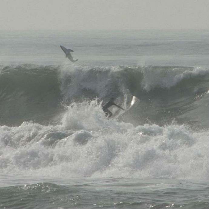 um surfista fazendo uma manobra bem próximo a um tubarão