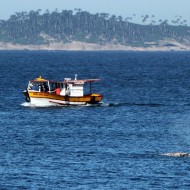 Baleia ficou presa em rede de pesca na Praia do Leme, no Rio de Janeiro.