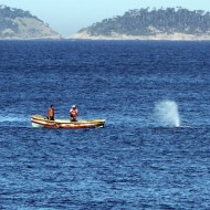 Baleia ficou presa em rede de pesca na Praia do Leme, no Rio de Janeiro.