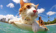Kuli é um gato que adora pegar onda em Honolulu, no Hawaí. O gatinho tinha apenas seis meses quando começou […]